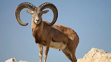 شکارچیان یک راس قوچ وحشی در تایباد دستگیر شدند