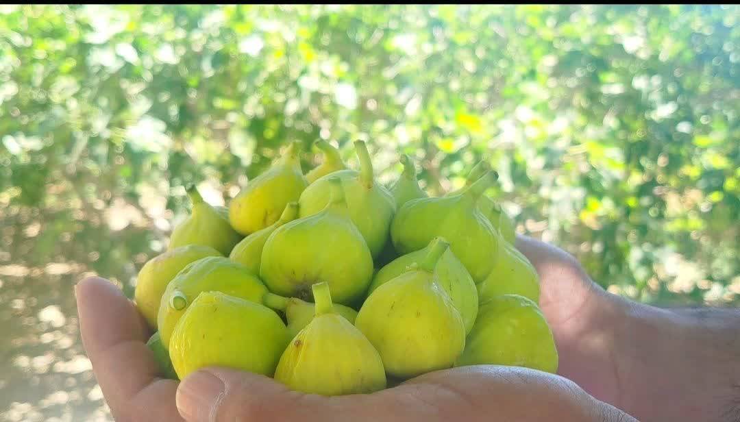 پیام خراسان