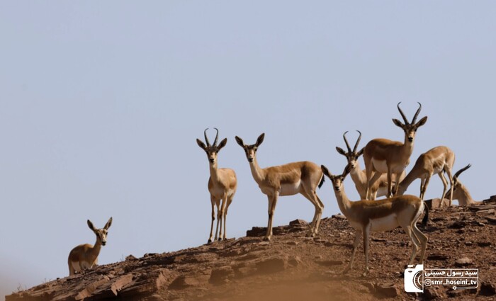 پیام خراسان
