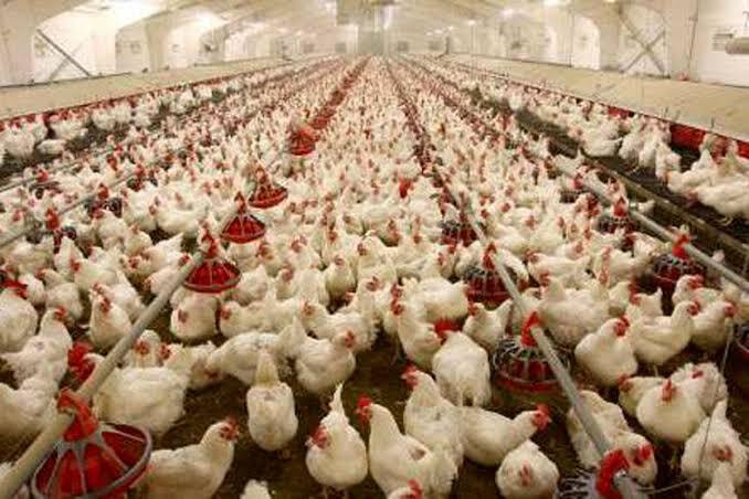 کاهش ۱۵ درصدی کانون بیماری‌های طیور استان