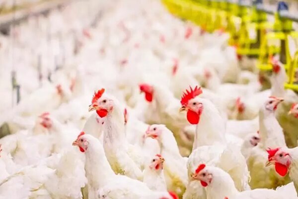 کانون بیماری های طیور خراسان رضوی ۱۵ درصد کاهش یافت