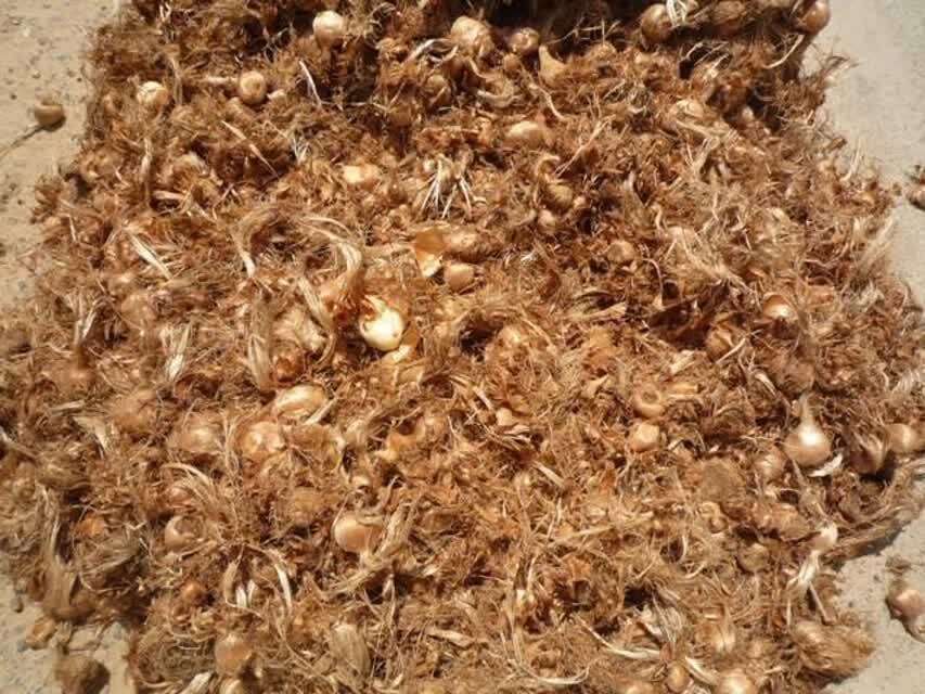 کشف ۲ تُن و ۶۲۰ کیلوگرم پیاز زعفران قاچاق در فردوس