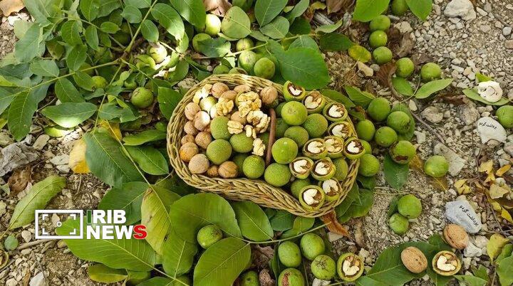برداشت سالانه چهار هزار تا پنج هزار تن گردو در خراسان‌شمالی