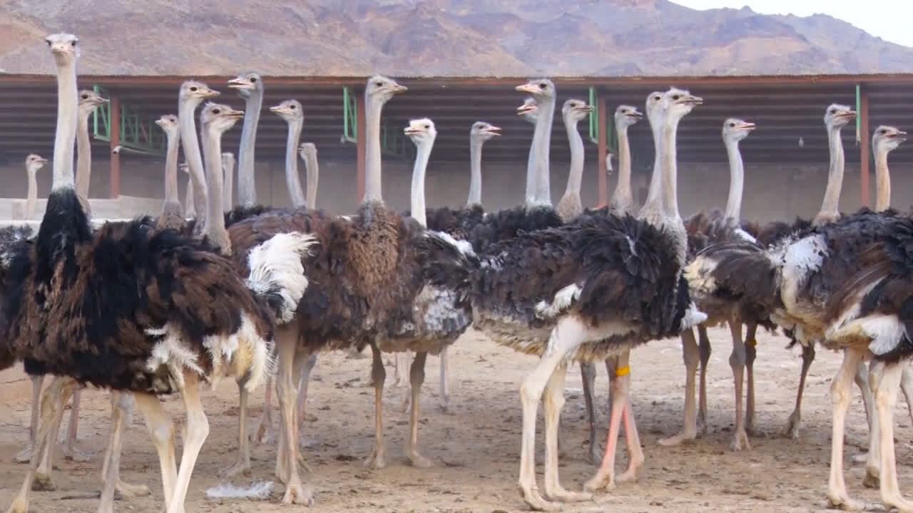 ظرفیت پرورش بیش از ۲۸ هزار قطعه شترمرغ در خراسان جنوبی