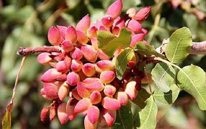 پیام خراسان