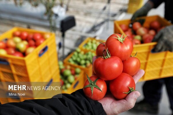 پیش‌بینی تولید ۱۷ هزار و ۵۰۰ تن گوجه‌فرنگی از مزارع شهرستان جغتای