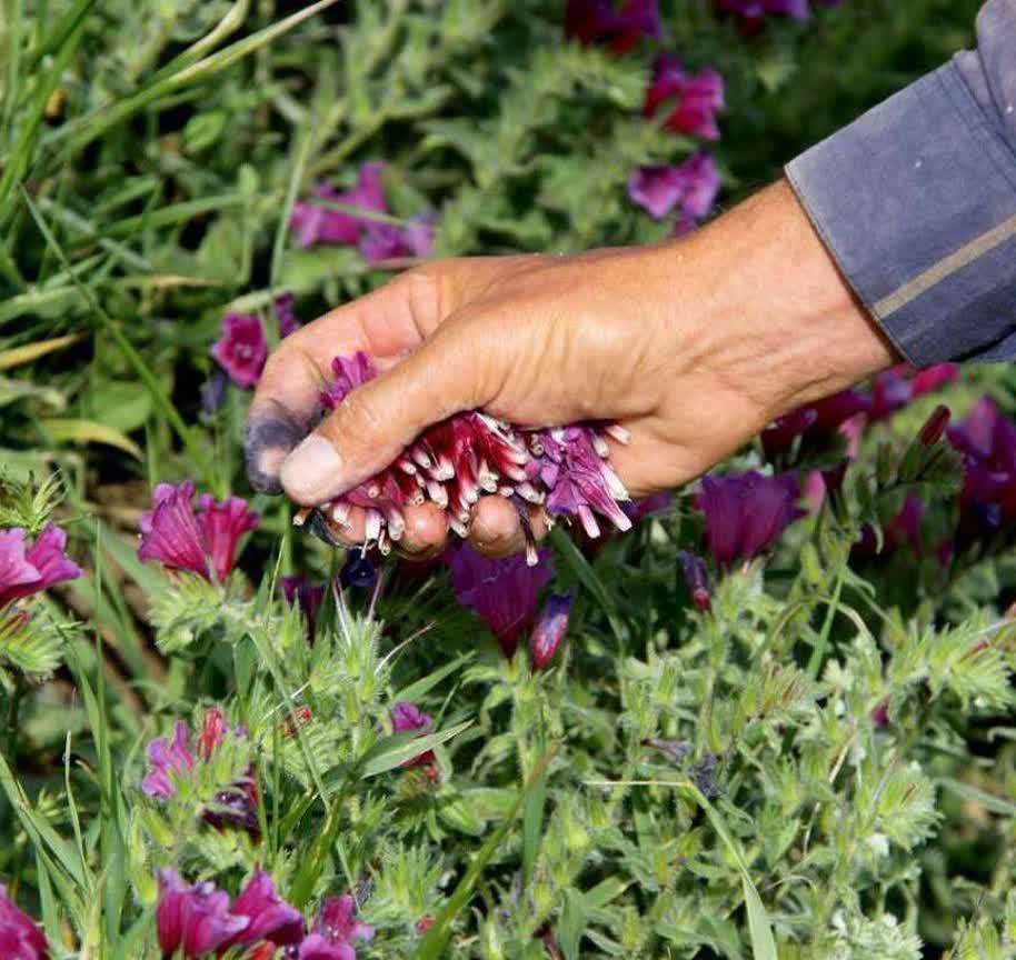 تولید سالانه ۳۱۵ تن گیاه دارویی در شهرستان جوین خراسان رضوی