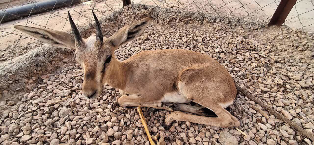 نجات بره گونه جبیر در شهرستان طبس خراسان جنوبی