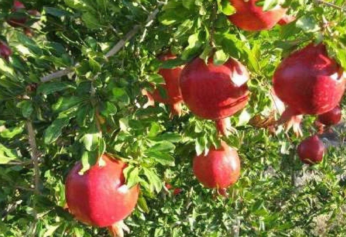 پیش بینی تولید ۳۰ هزار و ۶۰۰ تن انار در خراسان جنوبی
