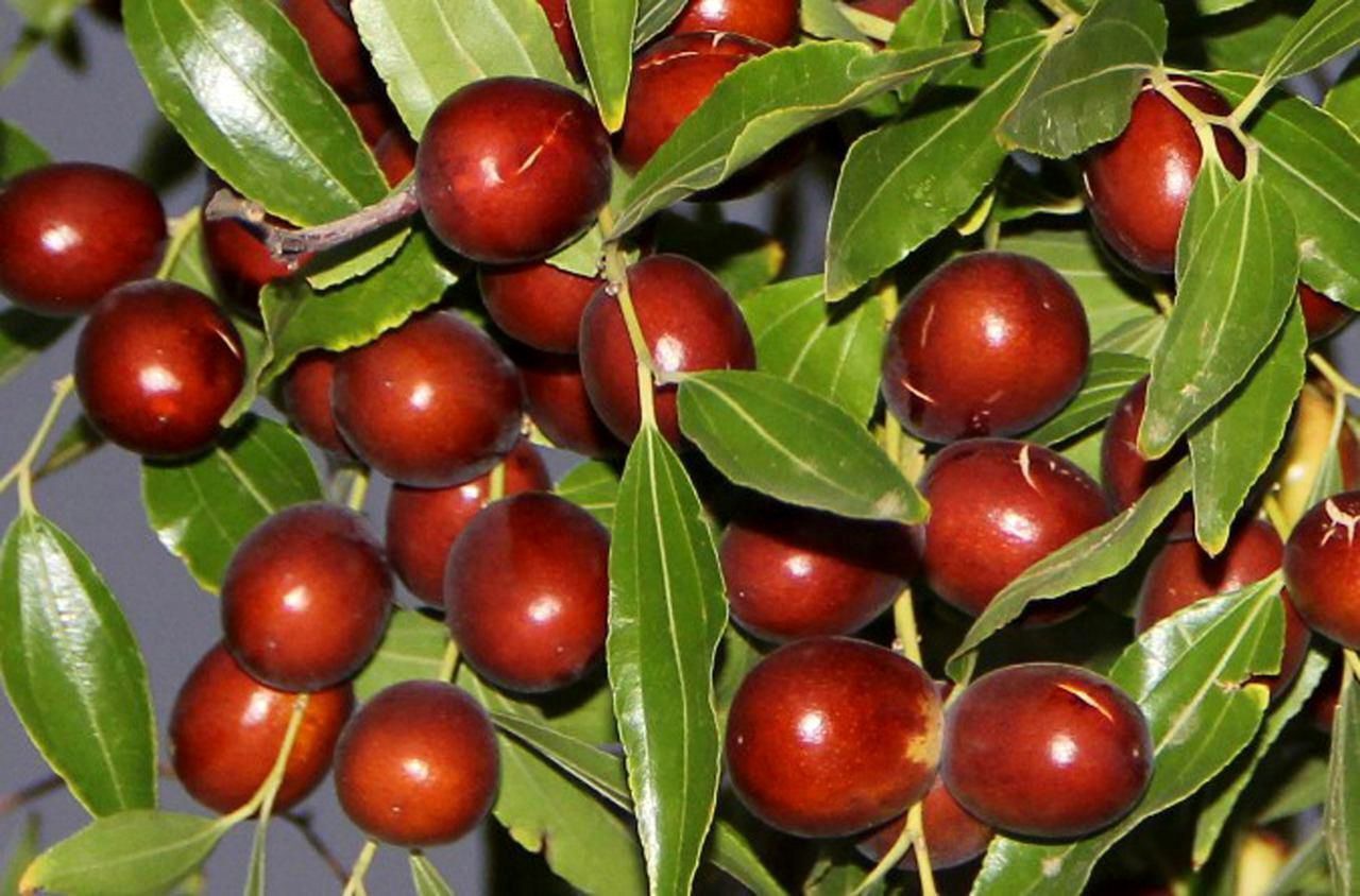 عناب خراسان جنوبی؛ پیشتاز در ثبت ملی و رویداد‌های گردشگری کشور