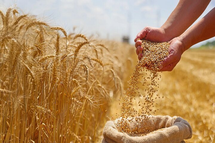 خرید تضمینی ۴۲۸ هزار تن گندم در خراسان رضوی