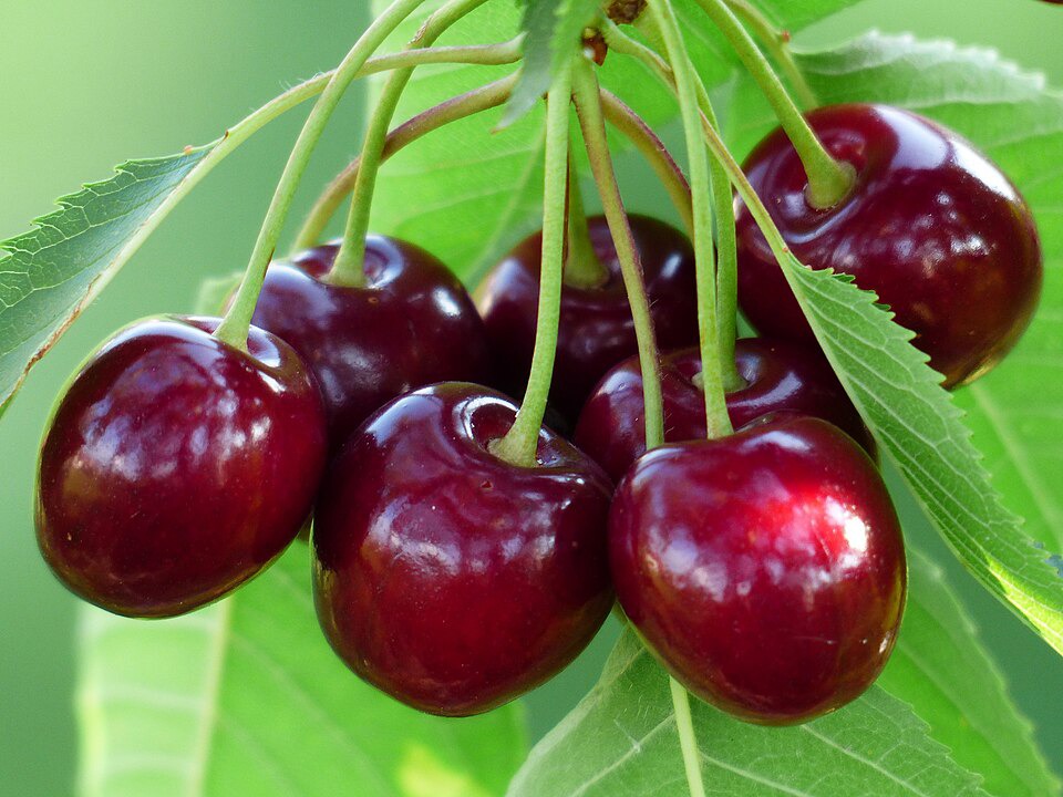 صادرات بیش از ۱۸ تن شلیل و گیلاس خراسان شمالی به روسیه