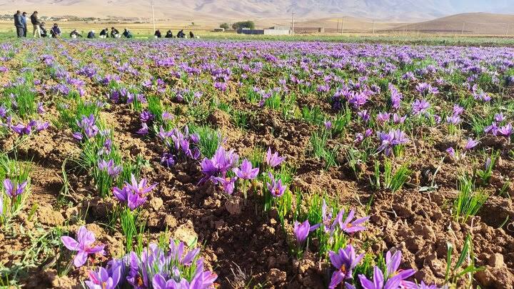 پیش‌بینی تولید ۳۰ تن زعفران در خراسان شمالی