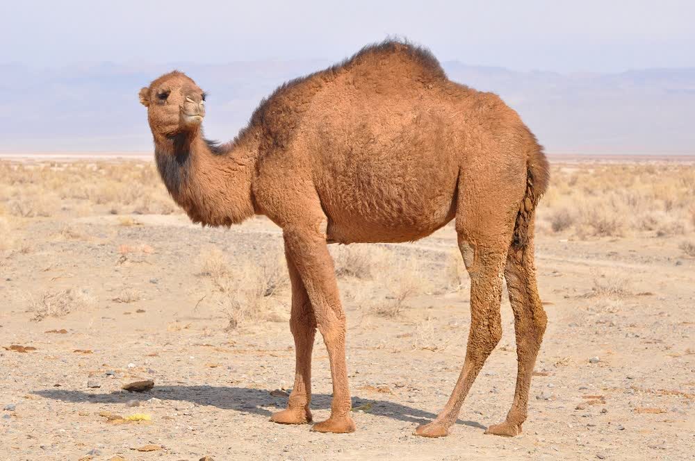 پیام خراسان